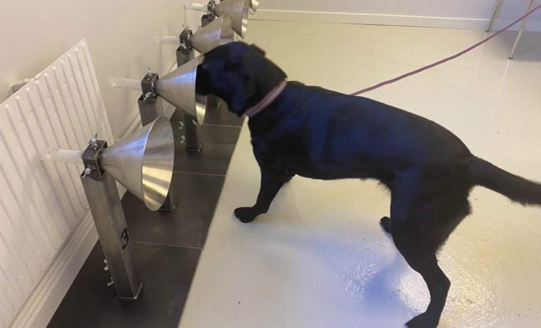 Labradoren Blinka sniffar på proverna för att avgöra om det är positivt eller negativt för covid.