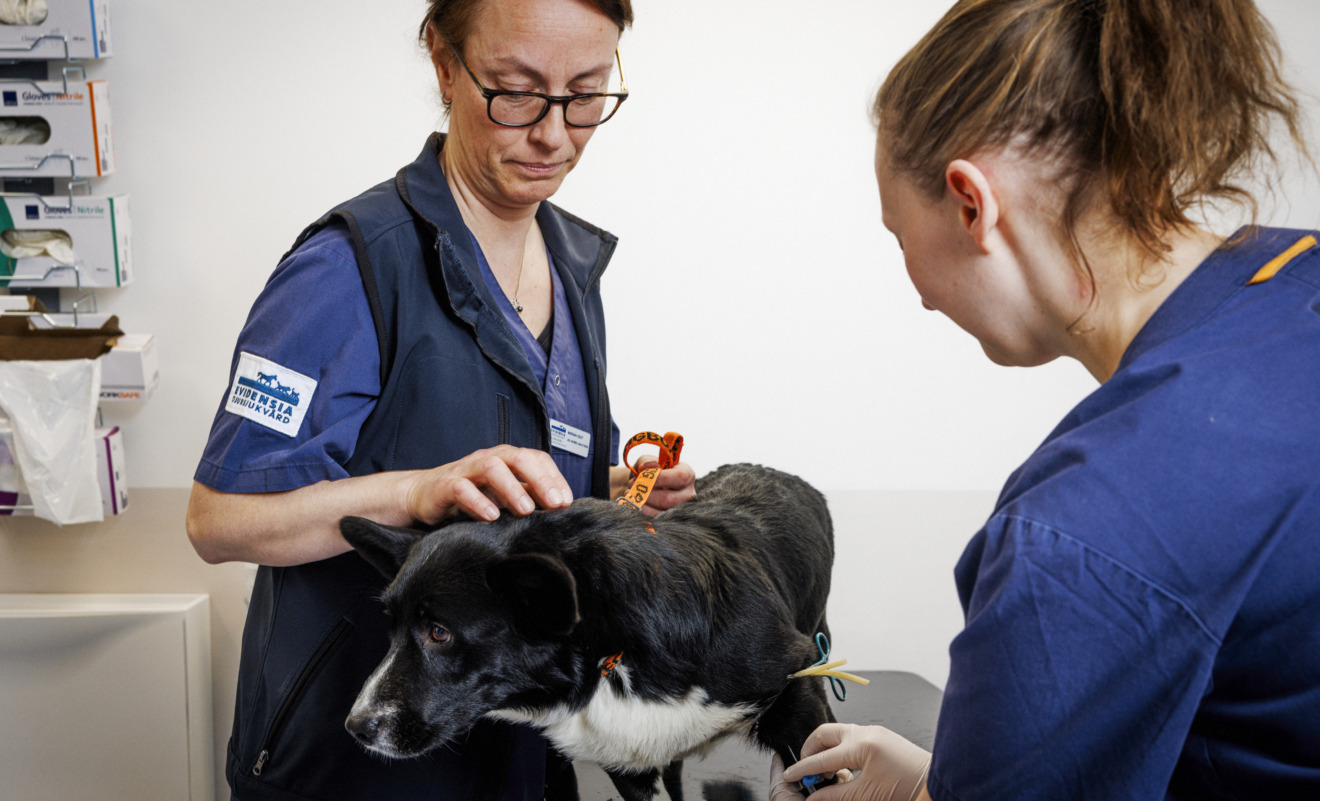 Vov! På djursjukhuset skäller patienterna på personalen