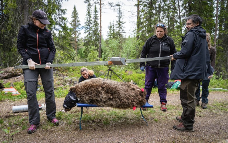 Längd och vikt rapporteras. Dessutom tas bland annat blodprov, fettbiopsi och päls med till labbet. Normalvikten för en vuxen björn är 60-150 kilo. Foto: Ole Fröbert.