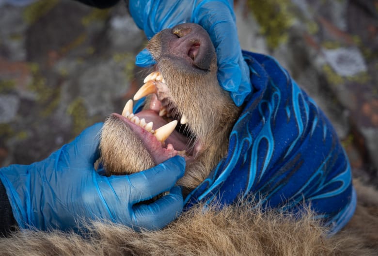 Tandköttets färg visar att björnen syresätter sig tillfredställande under anestesin. Den får även lite syrgas via nosen. Foto: Ole Fröbert.
