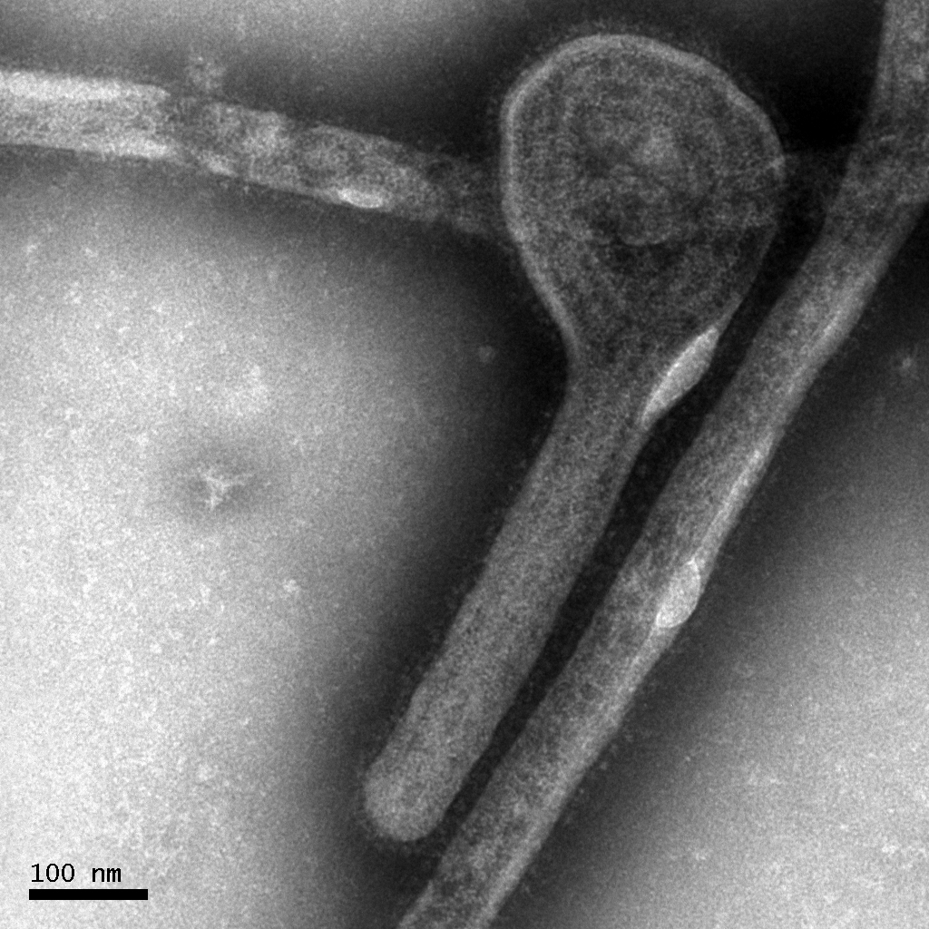 Ebola klassas som samhällsfarlig