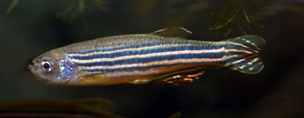 Stort forskningsintresse för liten fisk