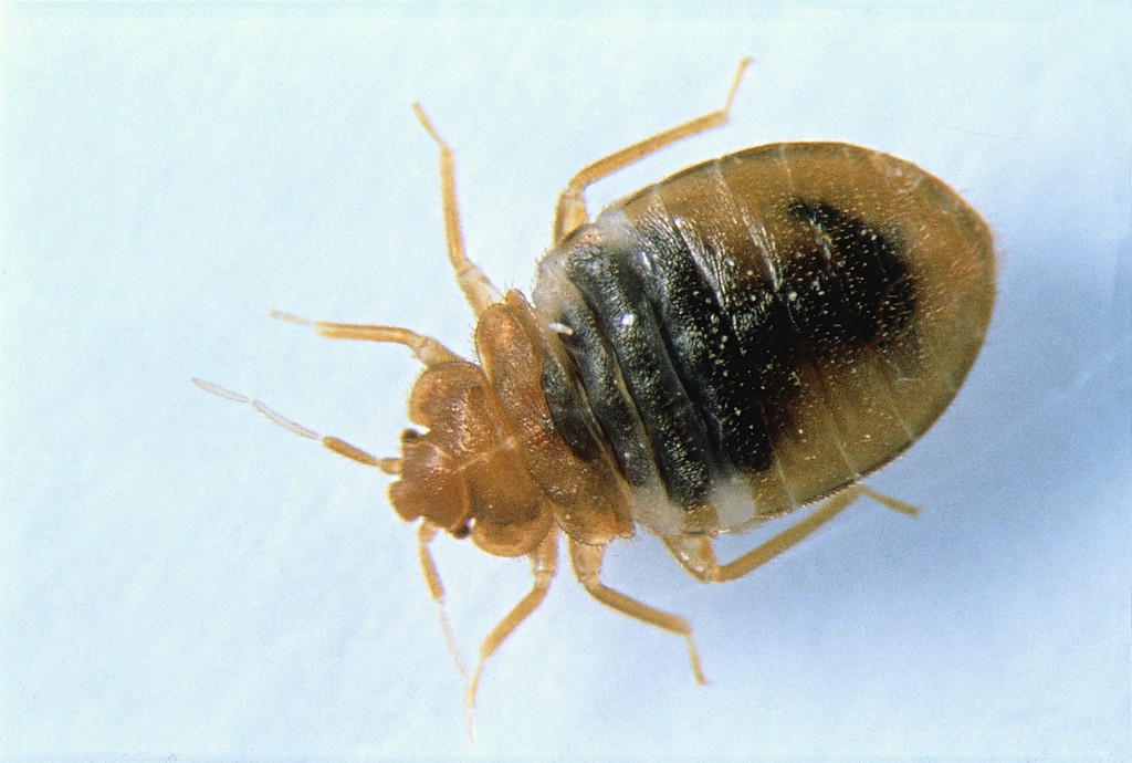 Psykiatrisk avdelning stängd på grund av vägglöss