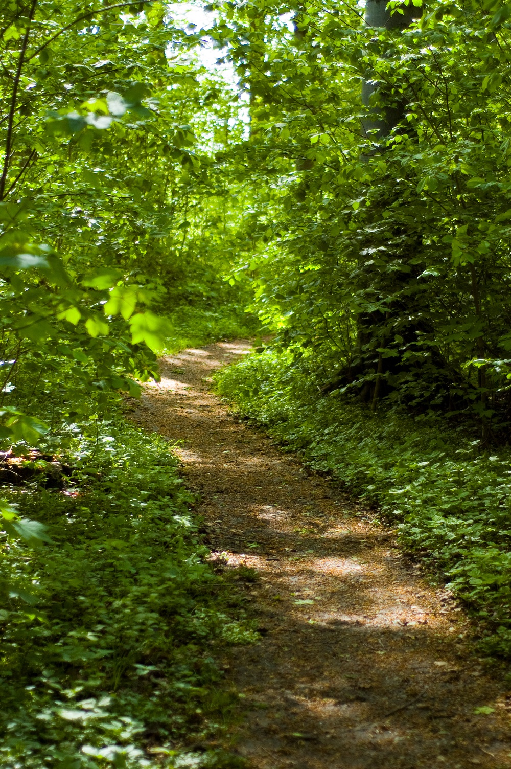 Stort vetenskapligt stöd för naturens läkande krafter