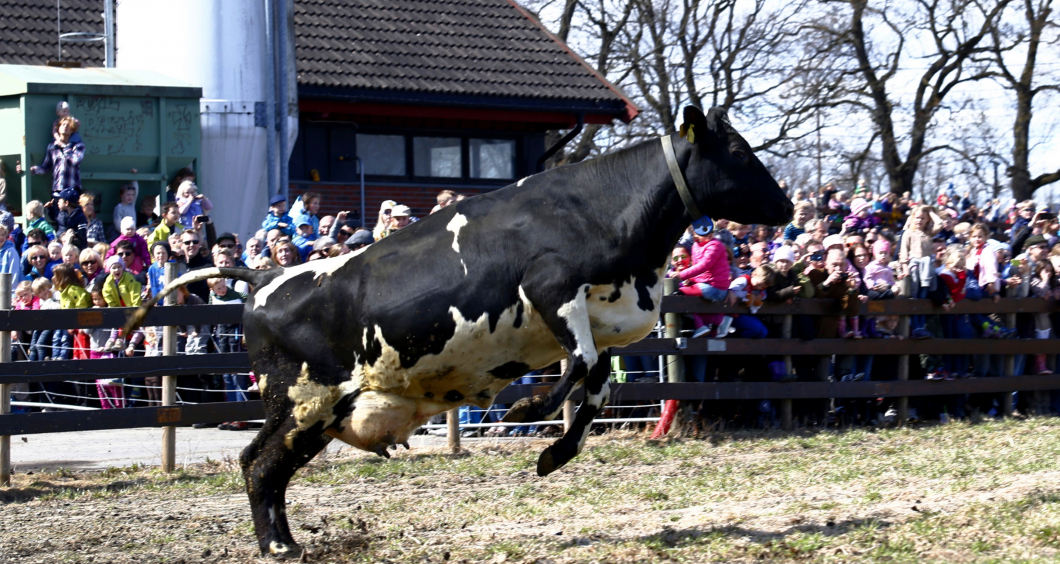Kossor smittade barn med magparasiter